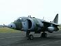 harrier_165