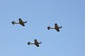 mda_sintra_chipmunk_017